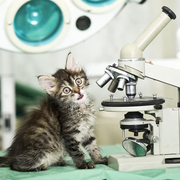 Does a cat need to booster antirabies vaccine after being bitten?