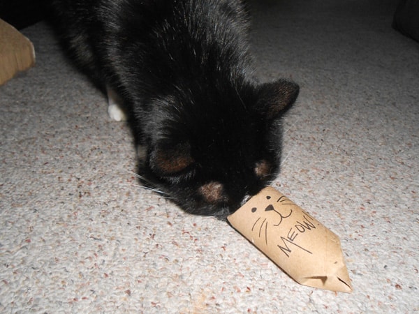 A cat sniffs a homemade cat toy.