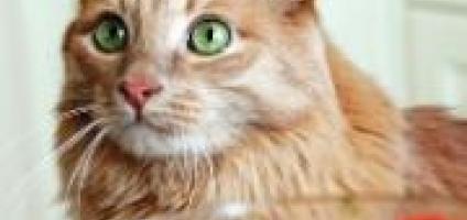 cat goes crazy for food