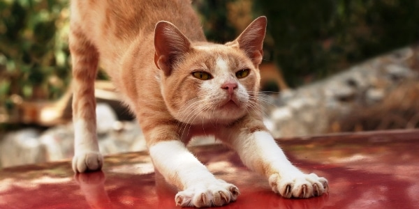 red-cat-stretching-shutterstock_105015770.jpg