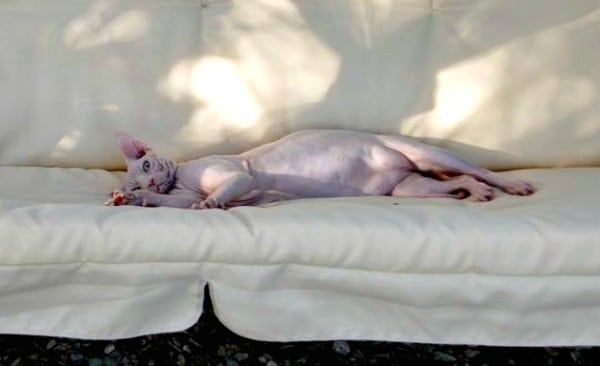 A hairless cat sprawls out on a couch.