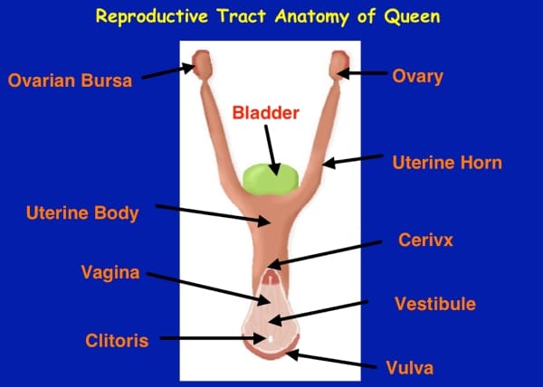 Best of Diagram of the clit of the clit Diagram