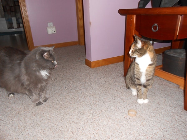 Two cats with a piece of a toilet paper roll. 