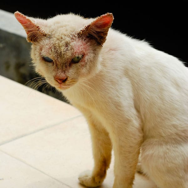 What Is Ringworm and What Are Its Symptoms in Cats? Catster