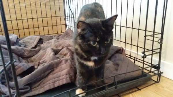 A cat in a wire kennel.