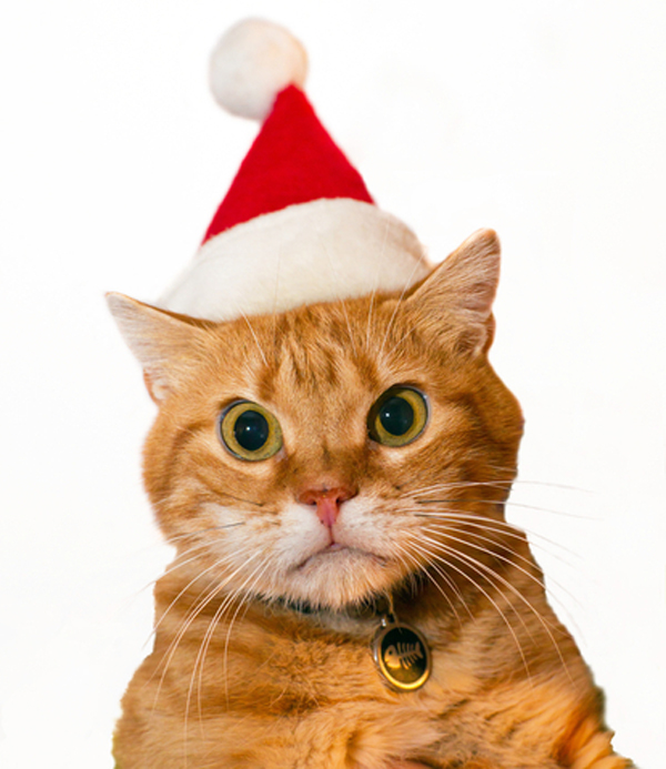 naughty kitty i just found my cat s letter to santa catster