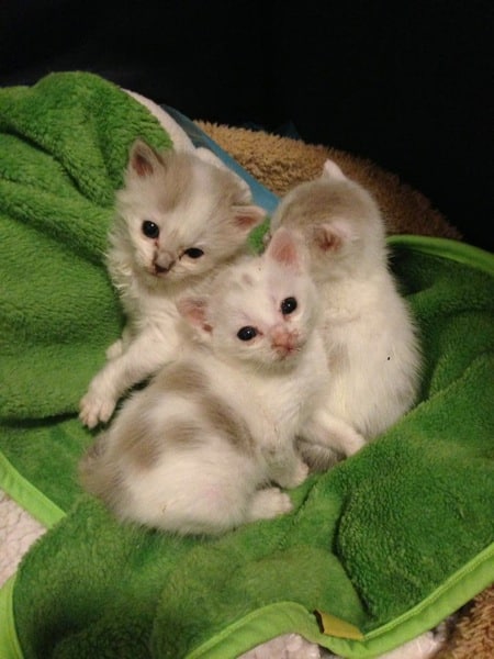 saving baby kittens