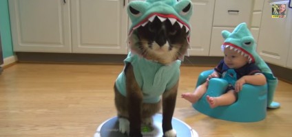 say goodbye to shark week with a shark cat on a roomba catster