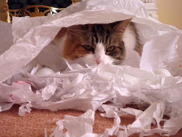 does your cat have any behaviors that drive you crazy what does customer service do