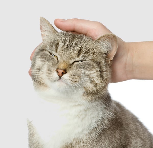 5 Tips to Teach Your Kids to Approach Unfamiliar Cats Catster