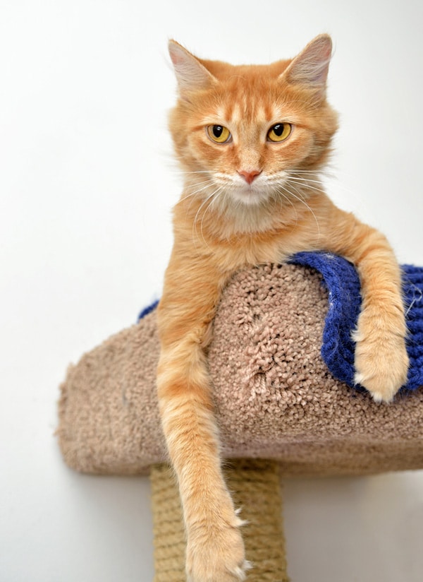 How to Prepare Your Home for the Arrival of a New Cat Catster