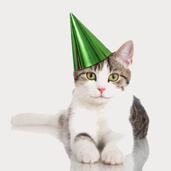 It's Your Cat's Birthday? You and Your Kids Can Throw a Party - Catster