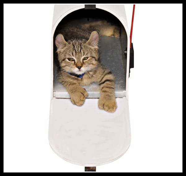 5 Kinds of Junk Mail Cats Would Instantly Shred Catster