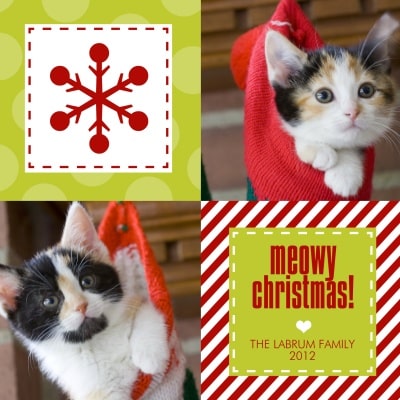 5 Ideas for a Holiday Greeting Card Starring Your Cat - Catster