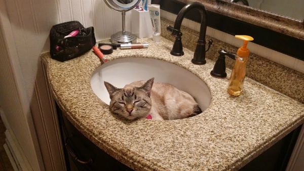 5 Reasons Cats Love Bathrooms Catster