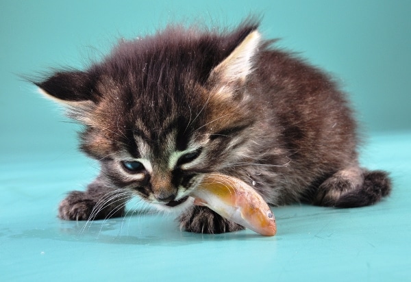 small-cat-eats-fish-shutterstock_162840881.jpg