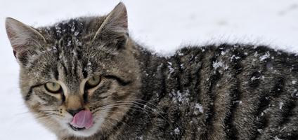 5 Ways To Keep Outdoor Cats Safe In Winter Catster