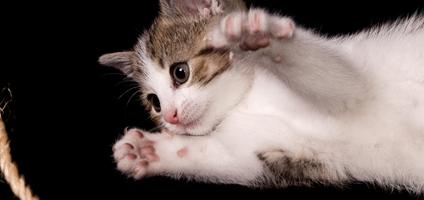 5 Tips For Bringing An Outdoor Cat Indoors Good Catster 5 Tips For Bringing An Outdoor Cat Indoors Good