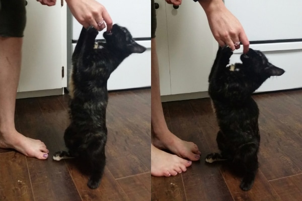 Can Your Cat Do Tricks Or Is He Purely Decorative Catster