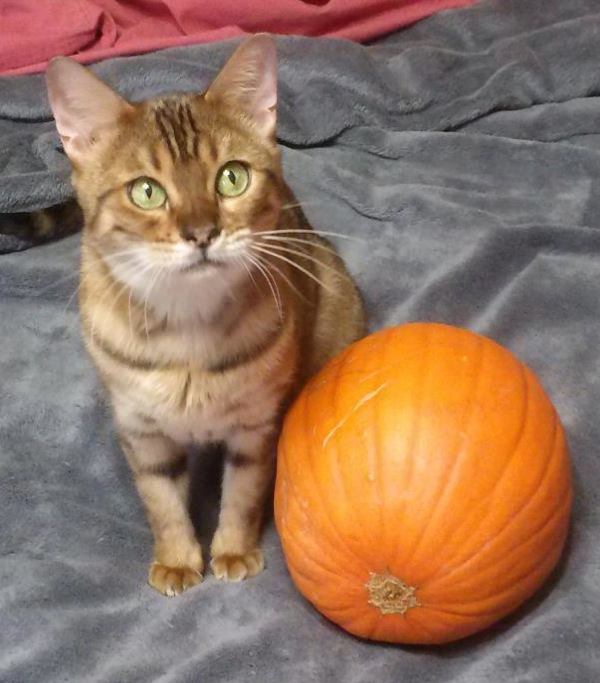 spots and stripes bengal cat rescue