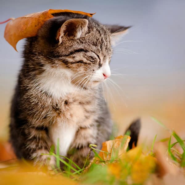 Cats And Food Aggression Cats And Food Aggression