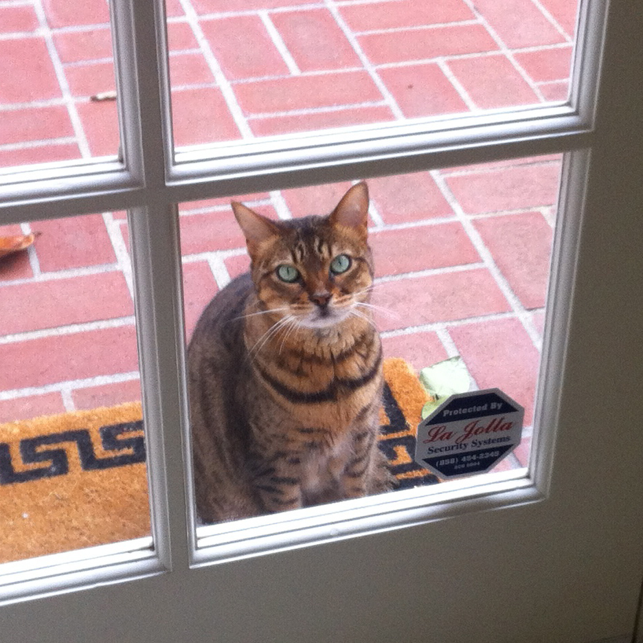 Letting My Cat Out and In, and Out, and In, and Out Catster