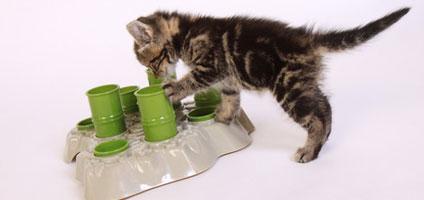 Win A Stimulo Interactive Cat Feeder From Aikiou Catster