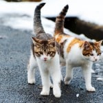 Two stray Calico kittens. Photography by Shutterstock.
