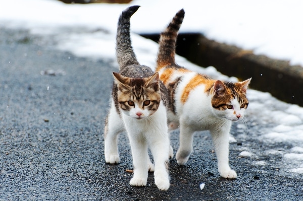 feral cat attacking my cats