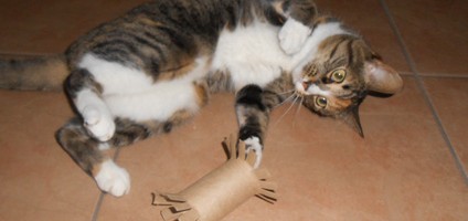 toilet paper roll cat toy