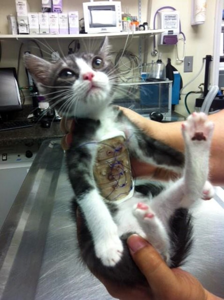 After Lifesaving Surgery, "Superkitten" Flies to His New ...