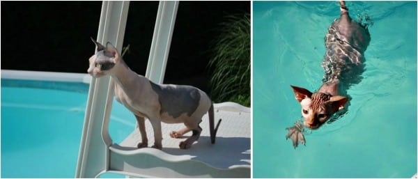 A Sphynx cat swimming in a pool. 