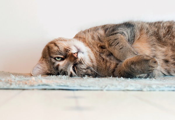 tabby cat silly