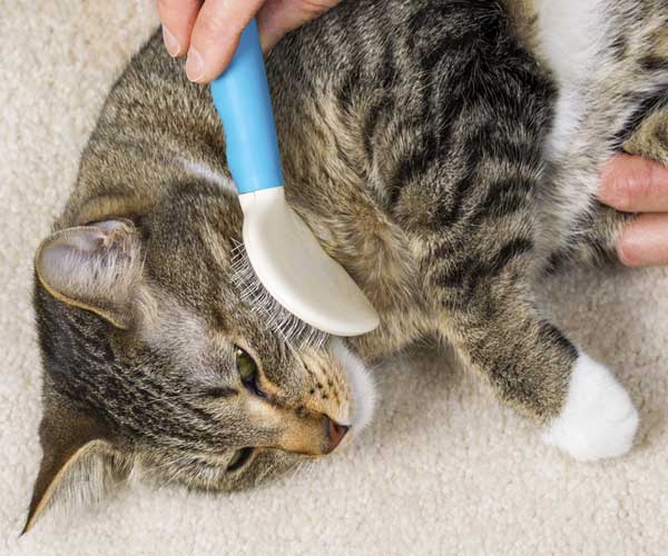 good cat brush