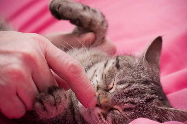 A cat getting a nose boop.