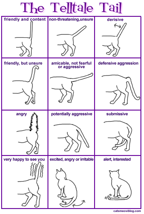 Cat Behavior Chart
