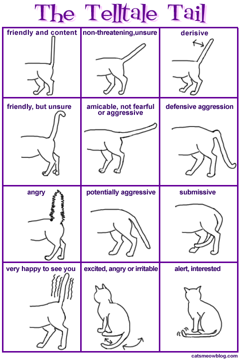 Cat Language Chart