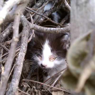 found baby kitten