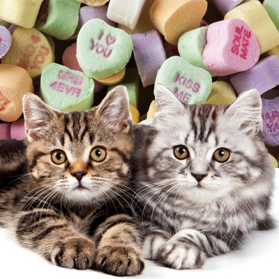 hearts candy cat valentine cats catster