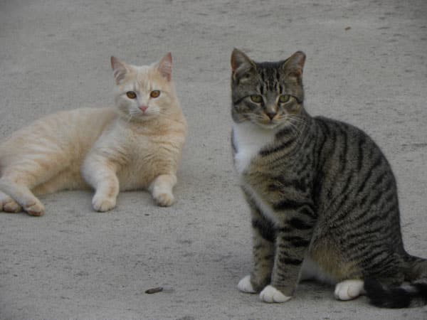 Two cats sitting near each other. 