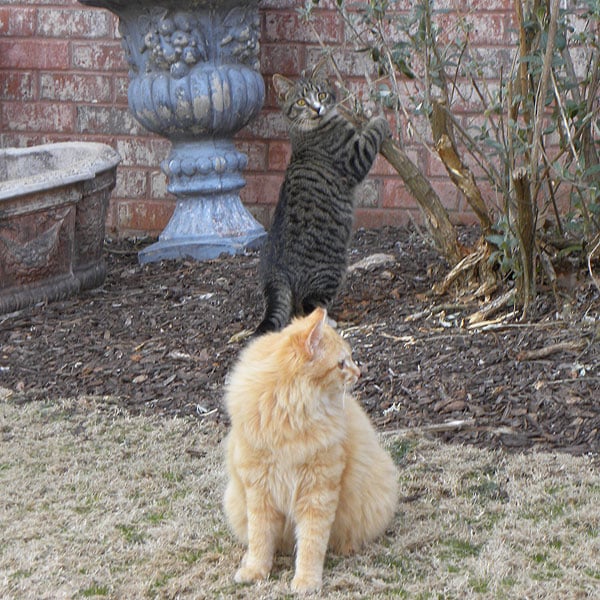 Two cats playing outside. 