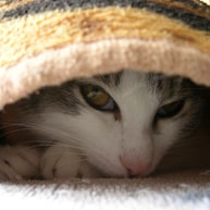 https://www.catster.com/wp-content/uploads/2015/06/tiny-cat-hiding1.jpg