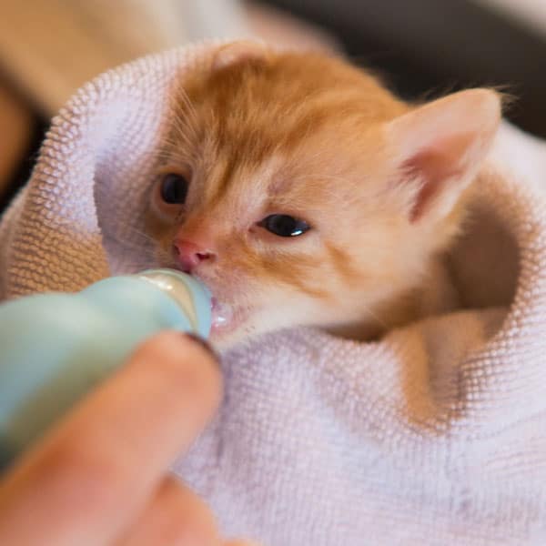 what to give newborn kittens