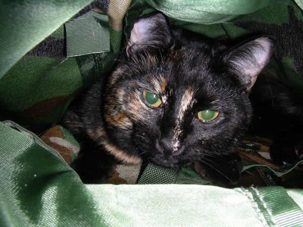 tortie cat stuffed animal