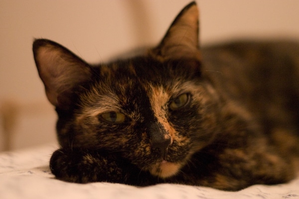 tortoiseshell cat plush