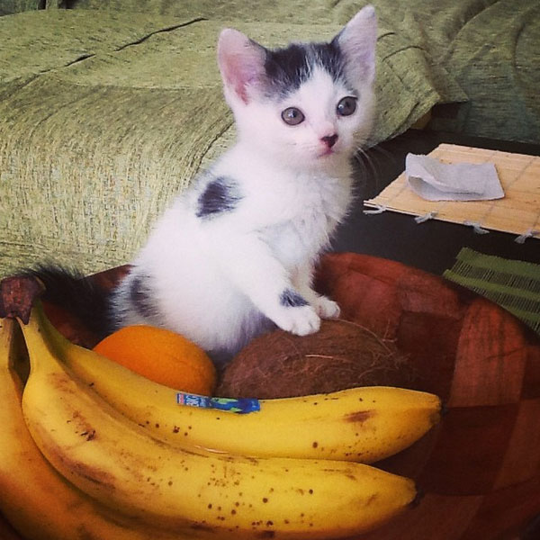 are pears safe for cats