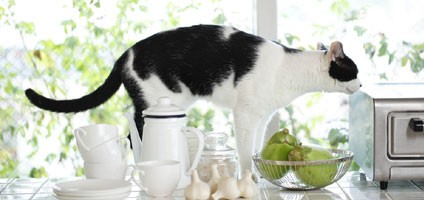 are pears safe for cats