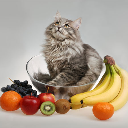 are pears safe for cats