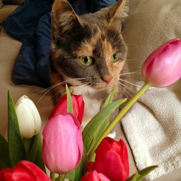 Does Your Cat Have as Much Cattitude as My Tulip? Catster