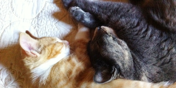 two-cats-cuddle.jpg